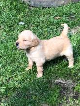 Puppies for sale other breed - Russia, Kemerovo