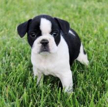 Puppies for sale french bulldog - Russia, Irkutsk