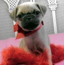 Puppies for sale pug - Estonia, Pya