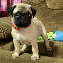 Puppies for sale pug - Sweden, Goteborg