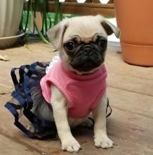 Puppies for sale pug - Sweden, Helsingborg