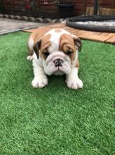 Puppies for sale english bulldog - Russia, Grand Canyon