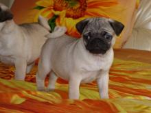 Puppies for sale pug - Russia, Tver