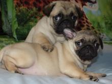 Puppies for sale pug - Russia, Bryansk