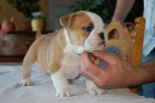 Продам щенка english bulldog - Ukraine, Ivano-Frankivsk. Цена 300 долларов