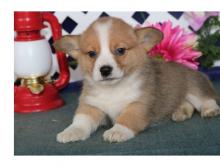 Puppies for sale other breed, pembroke welsh corgi puppies - Luxembourg, Luxembourg. Price 250 €
