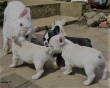 Puppies for sale french bulldog - Germany, Frankfurt