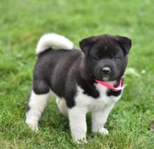 Puppies for sale akita - Germany, Dortmund