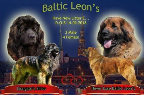 Продам щенка Леонбергер - Латвия, Рига. Цена 1500 евро