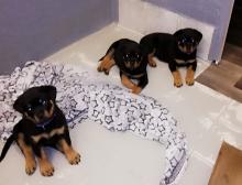 Puppies for sale rottweiler - Lithuania, Siauliai. Price 300 €