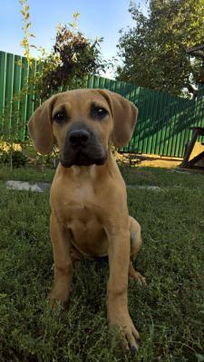 Продам щенка Бурбуль - Украина, Одесса. Цена 10000 гривен