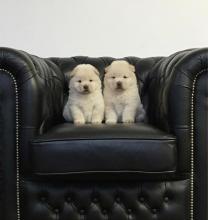 Chow Chow Dogs For Sale Ireland Chow Chow Dogs For Sale Ireland