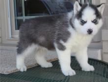 Puppies for sale other breed, siberian husky - Ukraine, Kiev