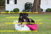Puppies for sale german shepherd dog - Ukraine, Kiev
