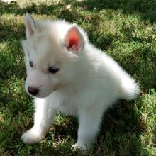 Puppies for sale haski - Belarus, Minsk