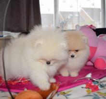 Puppies for sale pomeranian spitz - Germany, Berlin