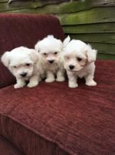 Puppies for sale other breed, maltese girls  very fantastic - Germany, Berlin. Price 200 €