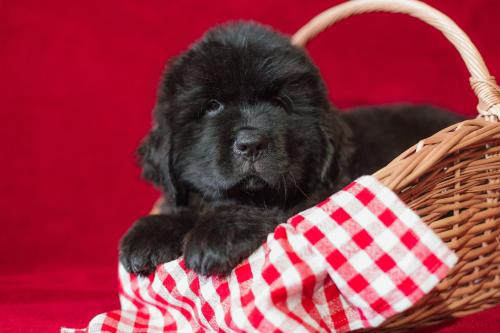 Продам щенка Ньюфаундленд - Украина, Киев. Цена 15000 гривен