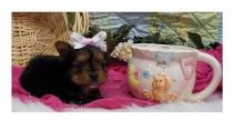 Puppies for sale yorkshire terrier - USA, Wisconsin