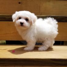 Puppies for sale maltese - Greece, Athens