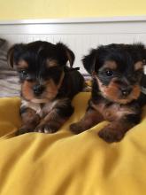 Puppies for sale yorkshire terrier - Belgium, Antwerp