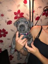 Puppies for sale staffordshire bull terrier - Denmark, Aalborg. Price 300 €