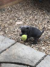 Puppies for sale staffordshire bull terrier - Germany, Dortmund. Price 300 €