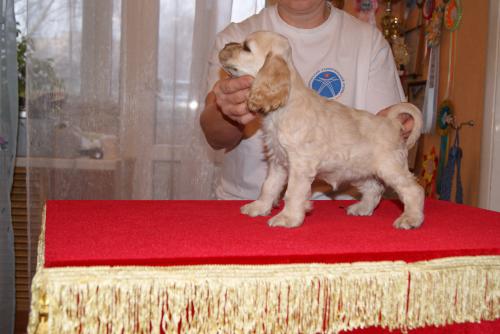 Продам щенка Американский кокер спаниель - Россия, Смоленск