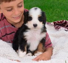 Puppies for sale mixed breed, bernedoodle - Germany, Bochum. Price 490 €