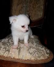 Puppies for sale mixed breed, pomchi - Germany, Kiel. Price 490 €