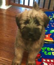 Puppies for sale other breed, soft coated wheaten terrier - Germany, Chemnitz. Price 490 €