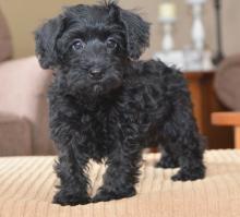 Puppies for sale mixed breed, schnoodle - Germany, Gelsenkirchen. Price 490 €