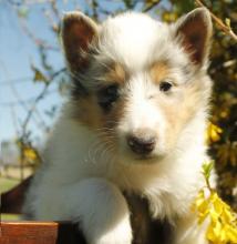 Puppies for sale border collie - Germany, Oldenburg. Price 490 €