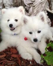 Puppies for sale eskimo dog - Germany, Bochum. Price 490 €