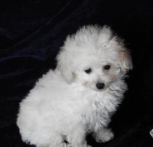 Puppies for sale other breed, toy poodle - Germany, Kayzerslauten. Price 490 €