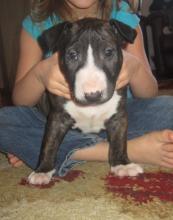 Puppies for sale bull terrier - Germany, Gera. Price 490 €