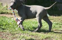 Puppies for sale other breed, great dane - Germany, Weimar. Price 490 €