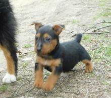 Puppies for sale australian terrier - Germany, Braunschweig. Price 490 €