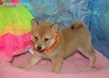 Puppies for sale other breed, shiba inu - Germany, Gera. Price 490 €