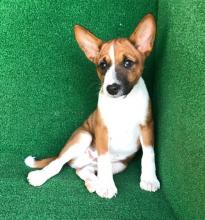 Puppies for sale basenji - Germany, Bremen. Price 490 €