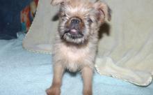 Puppies for sale brussels griffon - Germany, Gelsenkirchen. Price 490 €