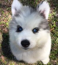 Puppies for sale other breed, siberian husky - Germany, Ilmenau. Price 490 €