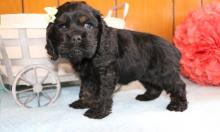 Puppies for sale cocker spaniel - Germany, Nuremberg. Price 490 €