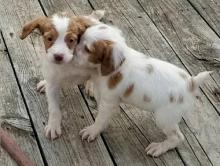 Puppies for sale other breed, brittany - Germany, Gelsenkirchen. Price 490 €