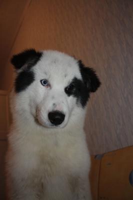Продам щенка , якутская лайка - Россия, Череповец. Цена 5000 рублей