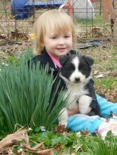 Puppies for sale australian shepherd - Germany, Brandenburg. Price 490 €