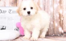 Puppies for sale mixed breed, cavachon  - Germany, Ilmenau. Price 490 €