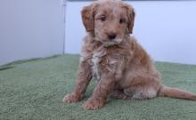 Puppies for sale mixed breed, goldendoodle - Germany, Weimar. Price 490 €