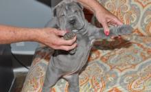 Puppies for sale chinese shar pei - Germany, Leipzig. Price 490 €