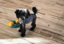 Puppies for sale chinese crested dog - Germany, Kiel. Price 490 €